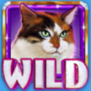 kitty glitter grand wild 5 symbol