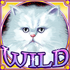 kitty glitter wild5 symbol