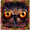 owl eyes wild symbol