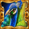 peacock beauty wild symbol