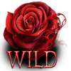 red rose sanctuary rose symbol