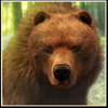 spirit of the wild bear symbol