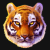 tiger jungle wild symbol