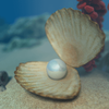 under the sea 1