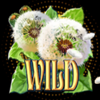wings of riches wild symbol